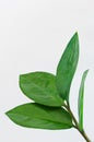 Zamioculcas leaves Royalty Free Stock Photo