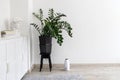 Zamioculcas plant in the clay pot on black stool.