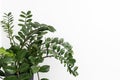 Zamioculcas plant. Fragment of plant and a fresh shoot against a white wall