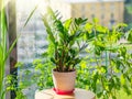 Zamioculcas plant in a pot on a table in a summer greenhouse of a residential apartment lit by the bright sun, against the Royalty Free Stock Photo