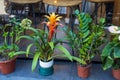 Zamioculcas in pot, Guzmania lingulata in a pot stand on the threshold of the bar Royalty Free Stock Photo