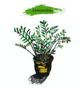 Zamioculcas in the pot .Sketch of tropical plant.