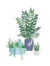 Zamioculcas and succulents in pots flat vector illustration. Exotic houseplants, domestic greenery. Tropical home