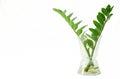Zamioculcas Zamifolia in a clear glass bottle on white baclground