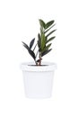 zamioculcas zamifolia or dollar tree plant isolated on white