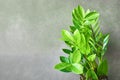 Zamioculcas zamifolia - dollar tree. Tropical ornamental house plant. Home plant growing.