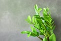 Zamioculcas zamifolia - dollar tree. Tropical ornamental house plant. Home plant growing.