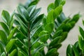 Zamioculcas zamifolia- dollar tree. Zanzibar Gem The tree is named auspicious. Suitable for decorating your home and office Royalty Free Stock Photo