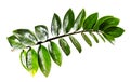 Zamioculcas Zamifolia leaves isolated on white background.