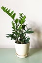 Zamioculcas zamifolia. Zanzibar Gem The tree is named auspicious. Suitable for decorating your home and office.