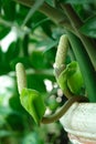 Zamioculcas zamiifolia flower Royalty Free Stock Photo