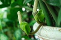 Zamioculcas zamiifolia flower Royalty Free Stock Photo