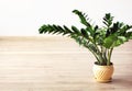 Zamioculcas zamiifolia - green house plant Royalty Free Stock Photo