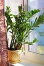 Zamioculcas zamiifolia - green house plant Royalty Free Stock Photo