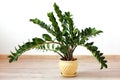 Zamioculcas zamiifolia - green house plant Royalty Free Stock Photo