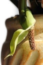 Blooming zamioculcas flower. Rarity.