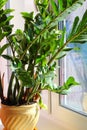 Blooming zamioculcas flower. Rarity. Royalty Free Stock Photo