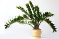 Zamioculcas zamiifolia - green house plant