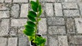 Zamioculcas zamiifolia is one of the ornamental plants that many women like