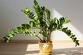 Zamioculcas Zamiifolia in Sunlight