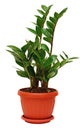 Zamioculcas zamiifolia plant Royalty Free Stock Photo