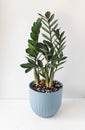 Zamioculcas Zamiifolia plant in blue flower pot stand white surface on a light background. Modern houseplants with Royalty Free Stock Photo