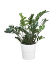 Zamioculcas zamiifolia plant Royalty Free Stock Photo