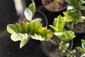 Zamioculcas zamiifolia plant high angle view