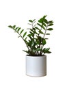 Zamioculcas zamiifolia plant in pot isolated on white background Royalty Free Stock Photo