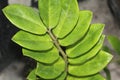 Zamioculcas zamiifolia plant in the pot Royalty Free Stock Photo