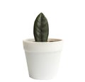 Zamioculcas zamiifolia plant on white background Royalty Free Stock Photo