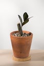 Zamioculcas zamiifolia Royalty Free Stock Photo