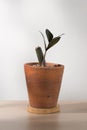 Zamioculcas zamiifolia Royalty Free Stock Photo