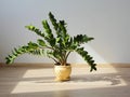 Zamioculcas Zamiifolia in Sunlight Royalty Free Stock Photo