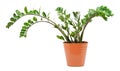 Zamioculcas Royalty Free Stock Photo