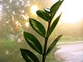 Zamioculcas zamiofolia home plant flower leaf on the window glass dry raindrops sun shine background photo Royalty Free Stock Photo