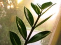 Zamioculcas zamiofolia home plant flower leaf on the window glass dry raindrops sun shine background photo Royalty Free Stock Photo