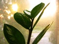 Zamioculcas zamiofolia home plant flower leaf on the window glass dry raindrops sun shine background photo Royalty Free Stock Photo