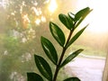 Zamioculcas zamiofolia home plant flower leaf on the window glass dry raindrops sun shine background photo Royalty Free Stock Photo