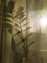 Zamioculcas zamiofolia home plant flower leaf window tulle shadow sunset sunshine background photo Royalty Free Stock Photo