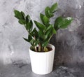 Zamioculcas as Zanzibar gem