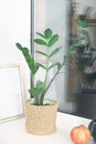 Zamioculcas or Zanzibar gem, ZZ plant, Zuzu plant in jute knitted flowerpot. on a windowsil in house. home plants