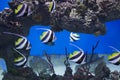 Zanclus cornutus.Exotic tropical fish on the background of corals and reefs.A flock of striped aquarium rub Royalty Free Stock Photo