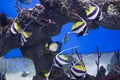 Zanclus cornutus.Exotic tropical fish on the background of corals and reefs.A flock of striped aquarium rub Royalty Free Stock Photo