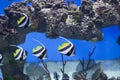 Zanclus cornutus.Exotic tropical fish on the background of corals and reefs.A flock of striped aquarium rub Royalty Free Stock Photo