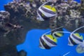 Zanclus cornutus.Exotic tropical fish on the background of corals and reefs.A flock of striped aquarium rub Royalty Free Stock Photo