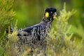 Zanda funerea - Yellow-tailed Black Cockatoo in Australia