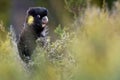 Zanda funerea - Yellow-tailed Black Cockatoo in Australia Royalty Free Stock Photo