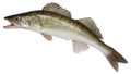 Zander fish isolated. Pike perch river fish on white background