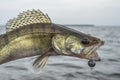 Zander fishing. Caught walleye fish trophy above water